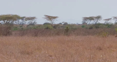 A collared cheetah walking while scanning the grassland Video stock 314790003