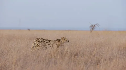 Collared cheetah walking while surveying the savannah Stock Footage 314784206