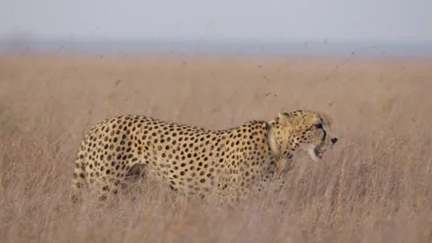 Collared cheetah yawning in the savannah Video stock 314785183