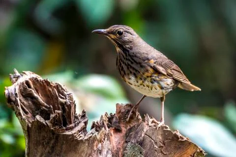 Collared Crescent-chest Stock Photos