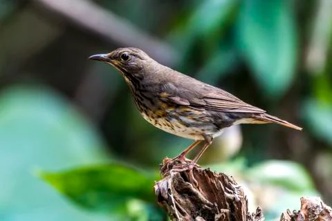 Collared Crescent-chest Stock Photos