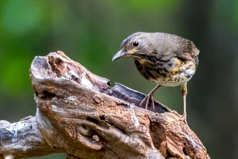 Collared Crescent-chest Stock Photos
