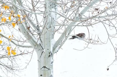Collared Dove in an Aspen Tree Stock Photos