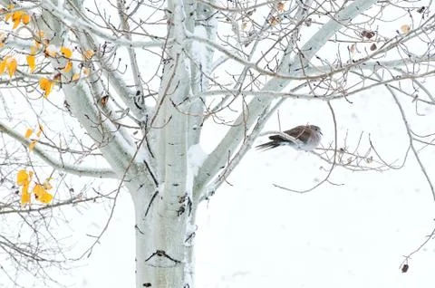 Collared Dove in an Aspen Tree Stock Photos