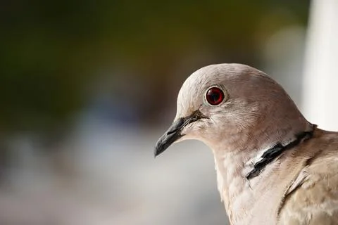 Collared dove bird close up looking right Stock Photos