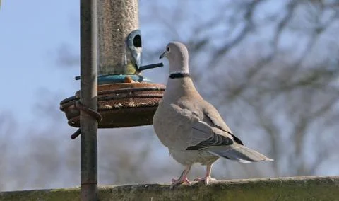 Collared Dove at bird table in UK Foto stock
