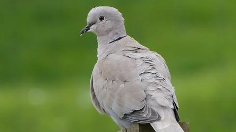 Collared Dove at a bird table in UK Stock-Fotos