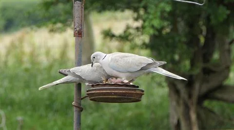 Collared Dove at a bird table in UK Fotos Stock