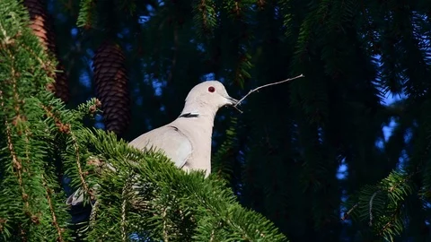 Collared dove build nesting in the tree, spring Stock Footage 116107002