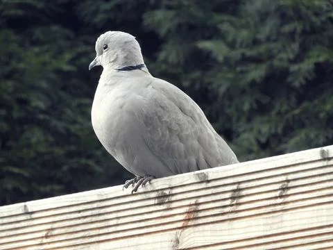 Collared Dove Close Up Capture Stock Photos
