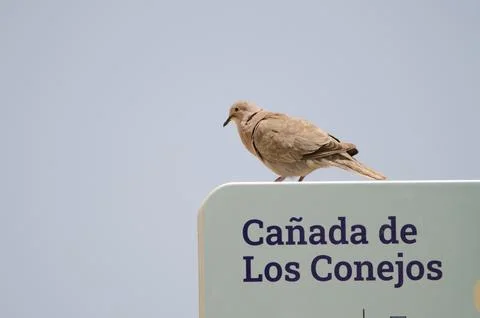 Collared dove cooing. Stock Photos