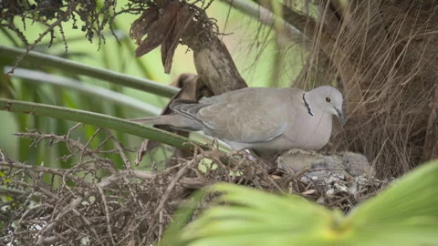 Collared dove Eurasian collared dove (Streptopelia decaoto) feeds young Stock Footage 297562006