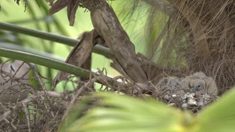 Collared dove Eurasian collared dove (Streptopelia decaoto) feeds young Stock Footage 297565164