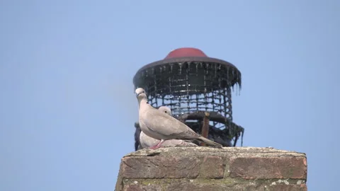 Collared dove Eurasian collared dove (Streptopelia decaoto )pair  on chimney Stock Footage 297565258