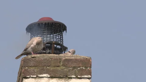 Collared dove Eurasian collared dove (Streptopelia decaoto) pair on chimney Stock Footage 297572812