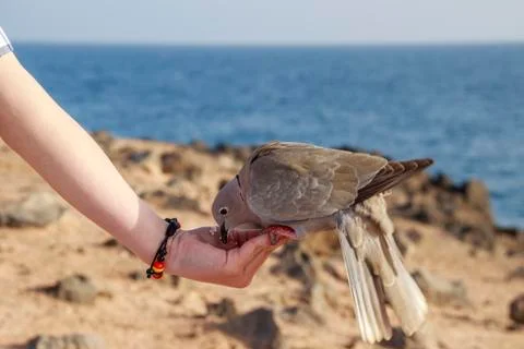 Collared Dove feeding from a hand Stock Photos