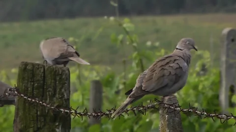 COLLARED DOVE Stock Footage 36253974