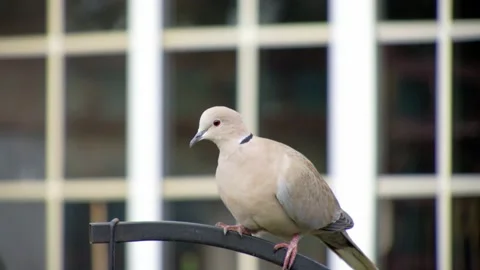COLLARED DOVE ON GARDEN BIRD FEEDER. 4K. Stock Footage 130557039