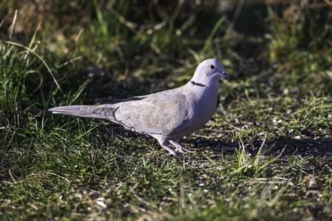 A collared dove on the ground Stock Photos