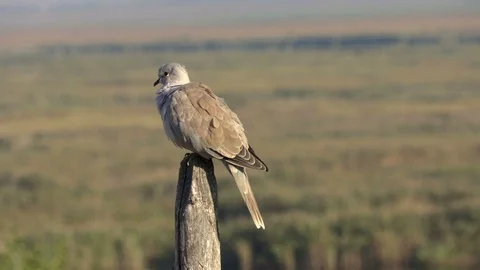 Collared dove at the morning sun 動画素材 70638253