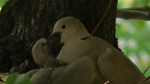 COLLARED DOVE NEST #1 Stock Footage 36284354