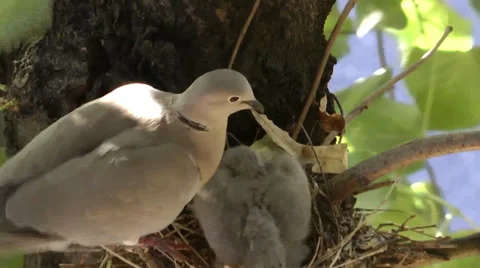 COLLARED DOVE NEST #2 Stock Footage 36283074