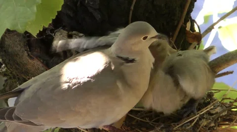 COLLARED DOVE NEST #3 Stock Footage 36284674
