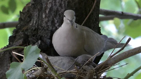 COLLARED DOVE NEST #4 Stock Footage 36583653