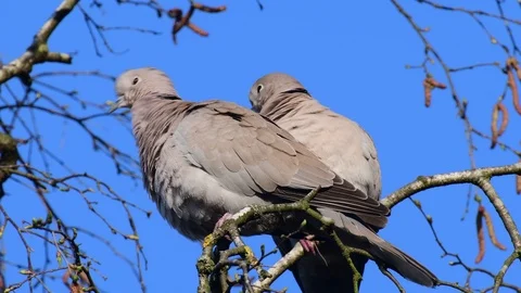 Collared dove pair clean her feathers, spring Video stock 116162087
