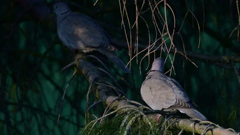 Collared dove pair sitting in the tree, spring Stock Footage 116104818