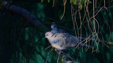 Collared dove pair sitting in the tree and clean her feathers, spring Video stock 116105679