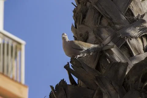 Collared dove on a palm tree Stock Photos