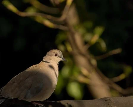 Collared Dove Perched on a Thick Tree  Branch. Foto stock