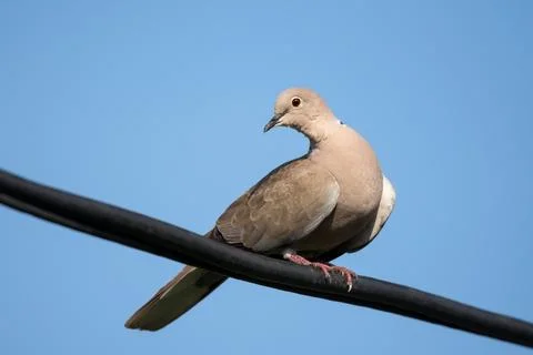 Collared dove perching on the electric cable Stock Photos