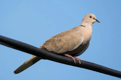 Collared dove perching on the electric cable Stock Photos