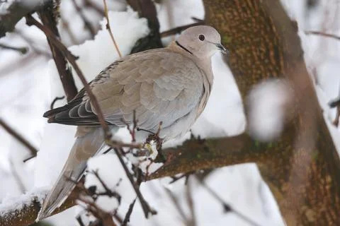 Collared dove perching on a tree branch at winter day Stock Photos
