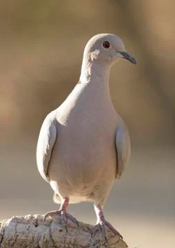 Collared dove Foto stock