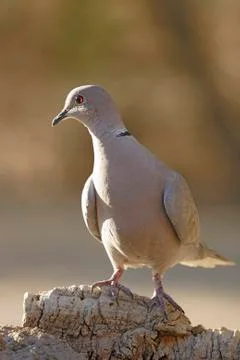 Collared dove Stock Photos