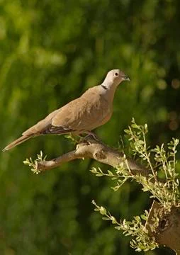 Collared dove Stock Photos