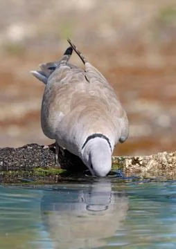 Collared dove Stock Photos