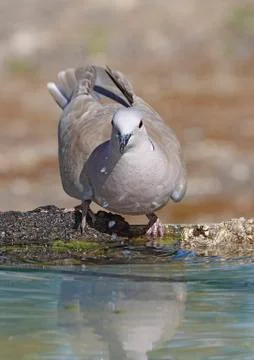 Collared dove Stock Photos