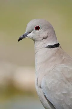 Collared dove Foto stock