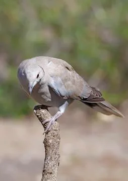 Collared dove Foto stock