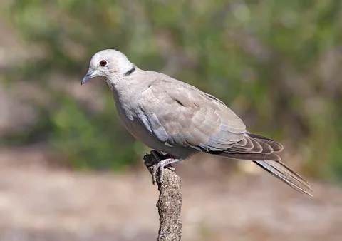 Collared dove Stock Photos