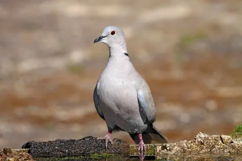 Collared dove Stock Photos