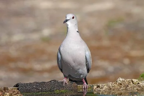 Collared dove Stock Photos