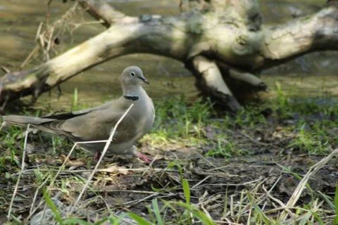 Collared dove Stock Photos