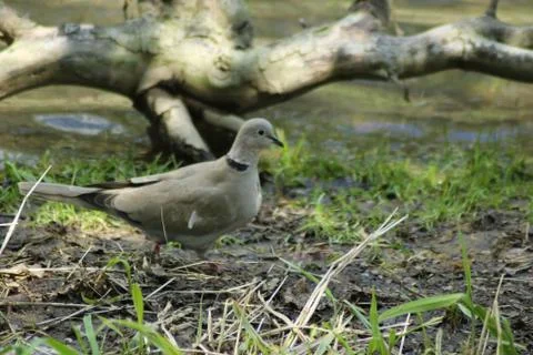 Collared dove Stock Photos