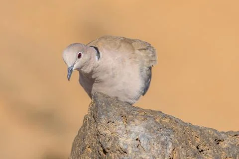 Collared dove Stock Photos