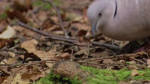 Collared dove picking up a seed from dry leaf litter Stock Footage 322216733